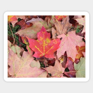 Maple Leaves on the Ground Sticker